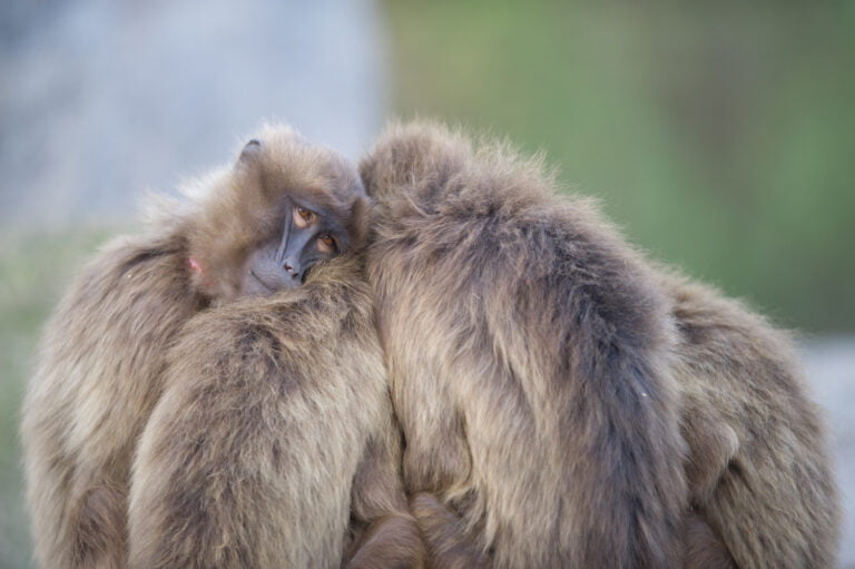 baboons standing near each other
