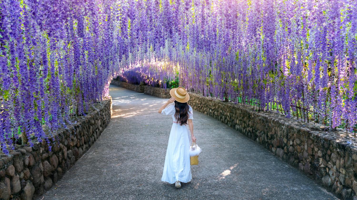 beautiful girl walking purple flower tunnel chiang rai thailand