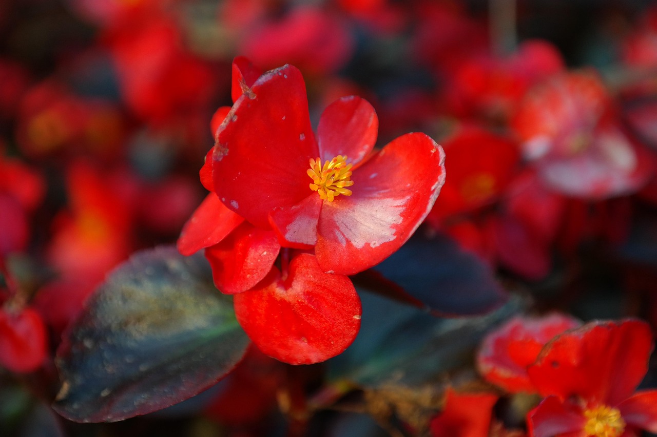 begonia rosie in ghiveci ingrijire