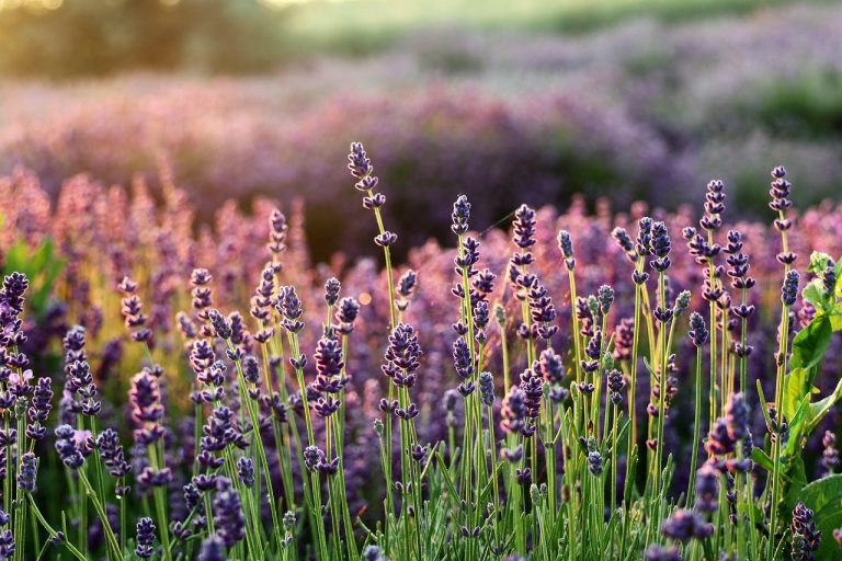 cand infloreste lavanda