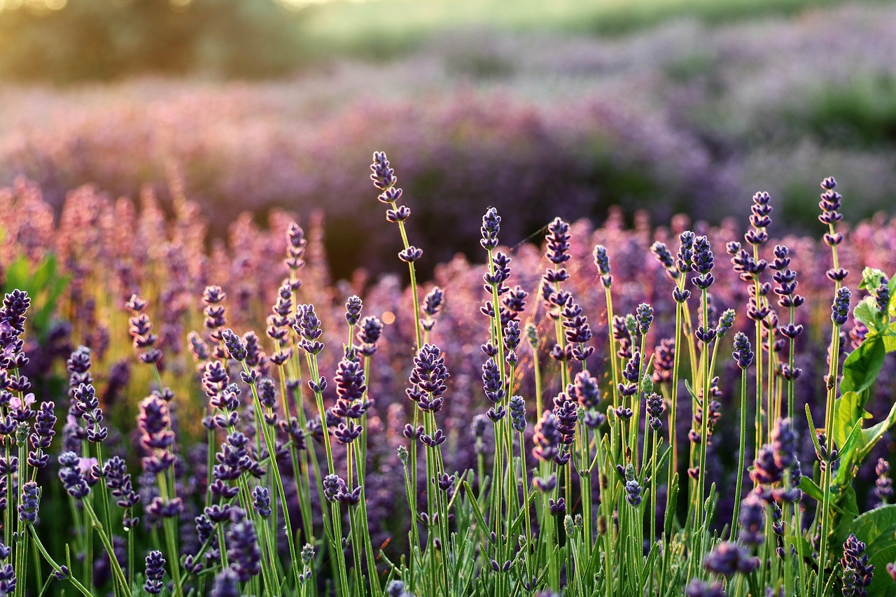 cand infloreste lavanda