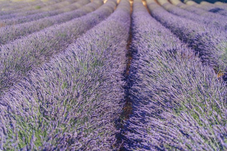 cand se tunde lavanda