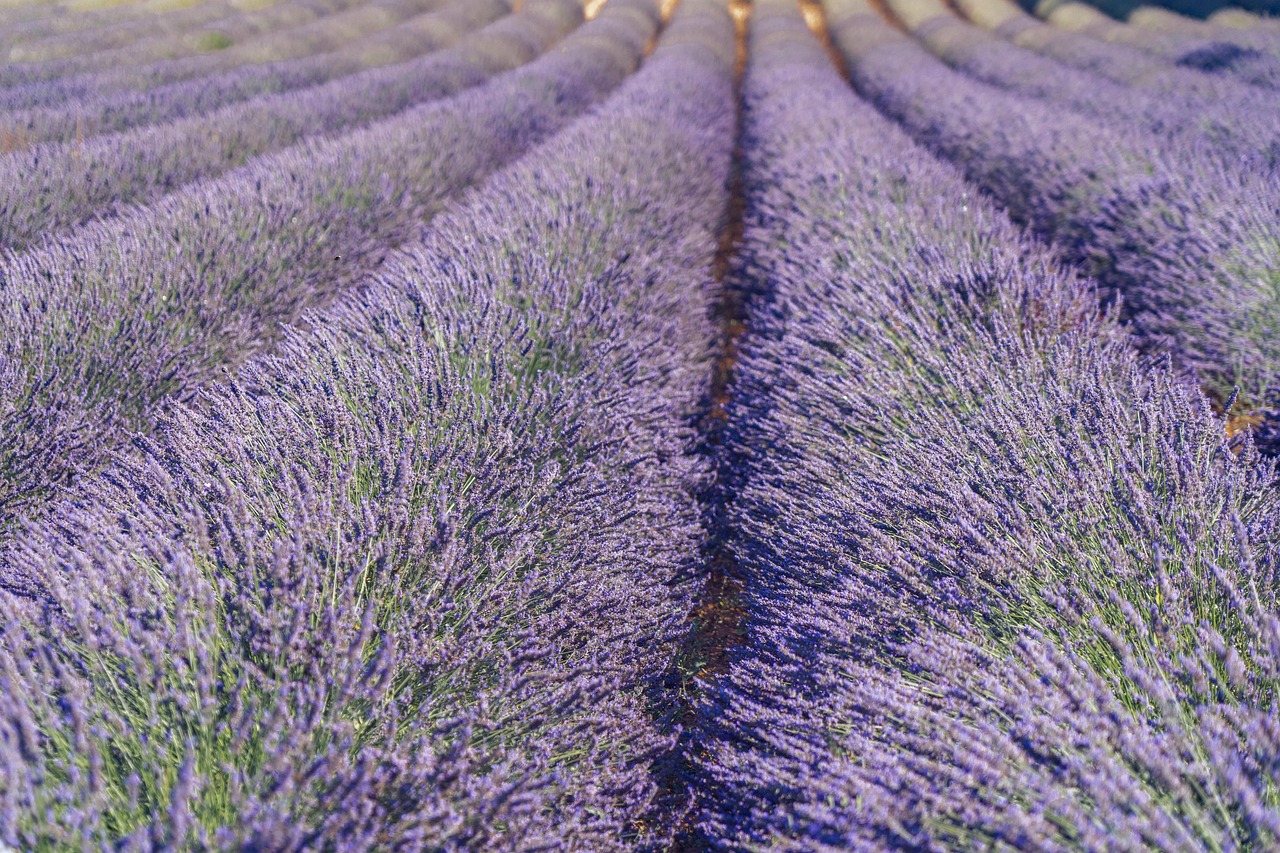cand se tunde lavanda