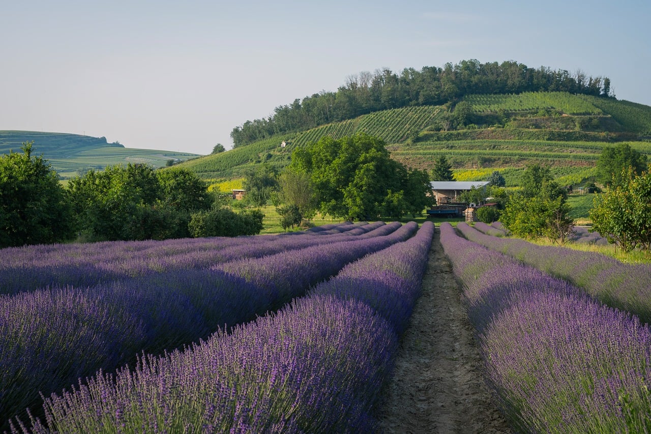 ce poti face cu lavanda uscata