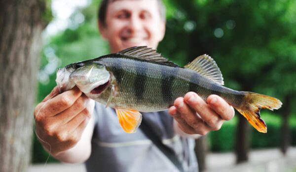 close up man holding fresh caught fish
