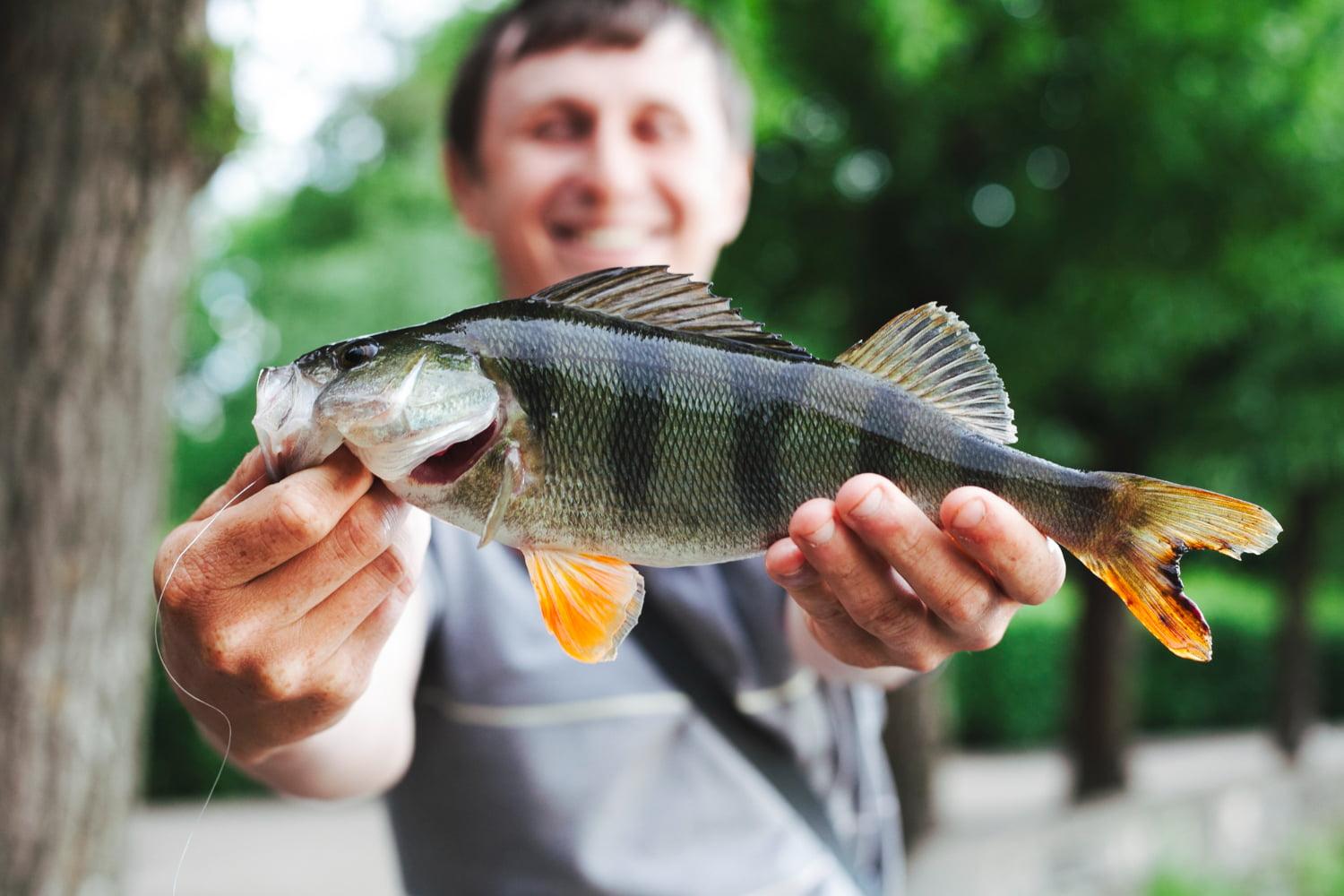 close up man holding fresh caught fish