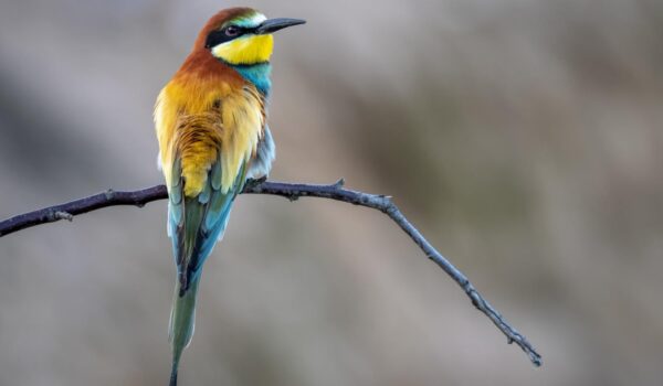 closeup shot beautiful bee eater bird perched tree branch blurred background