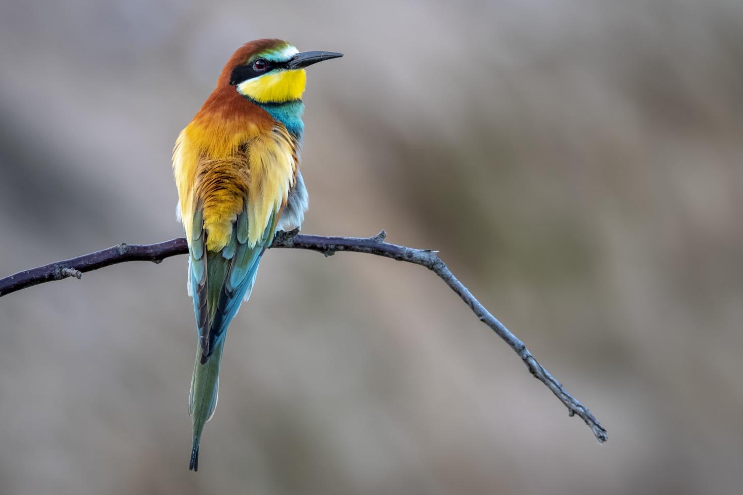 closeup shot beautiful bee eater bird perched tree branch blurred background