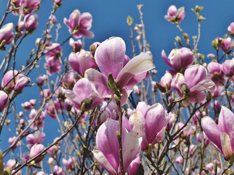 cum se inmulteste magnolia