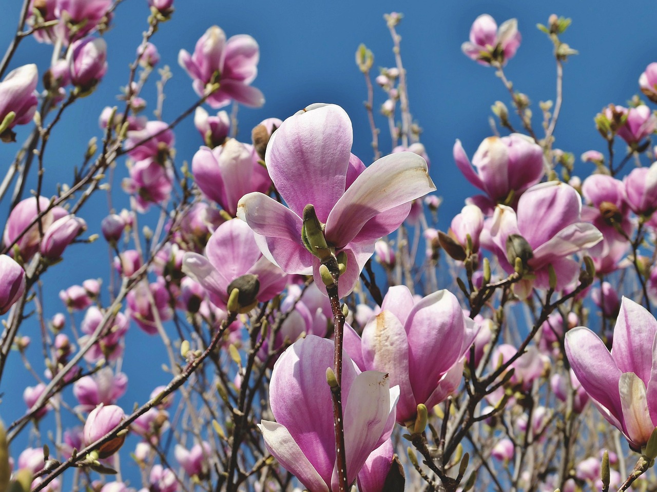 cum se inmulteste magnolia