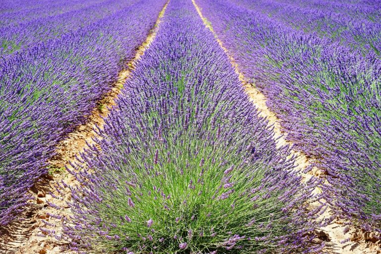 cum se taie lavanda