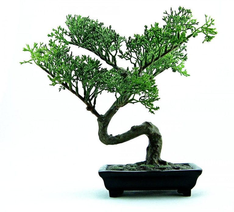 de ce cad frunzele la bonsai