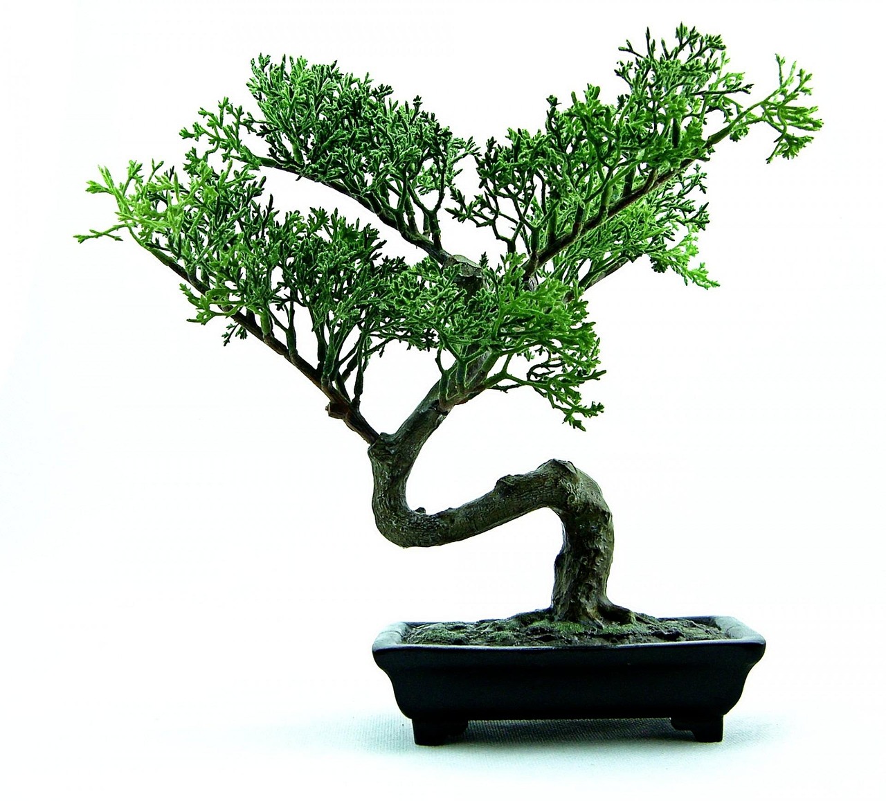 de ce cad frunzele la bonsai