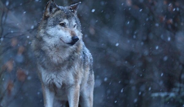 eurasian wolf white winter habitat beautiful winter forest