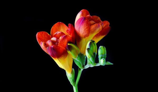 freesia 2103556 1280