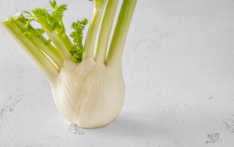 fresh fennel bulb