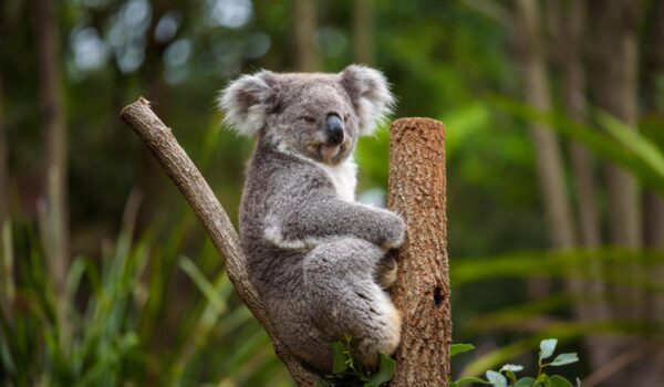 koala eucalyptus tree australia