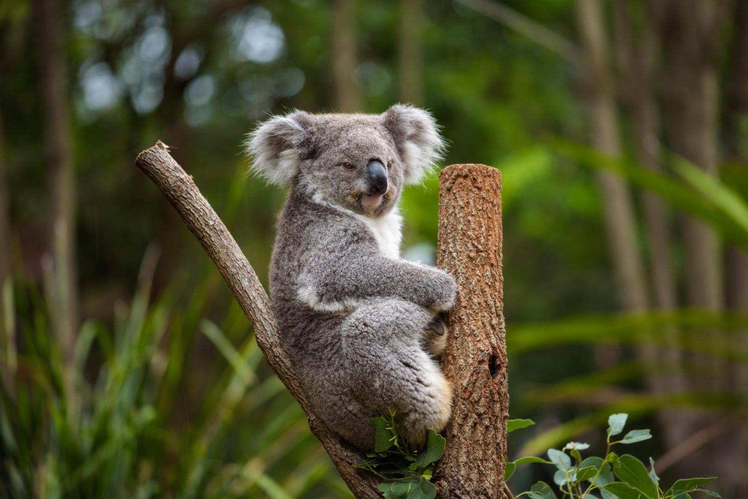 koala eucalyptus tree australia