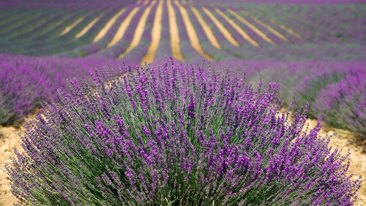 lavanda beneficii