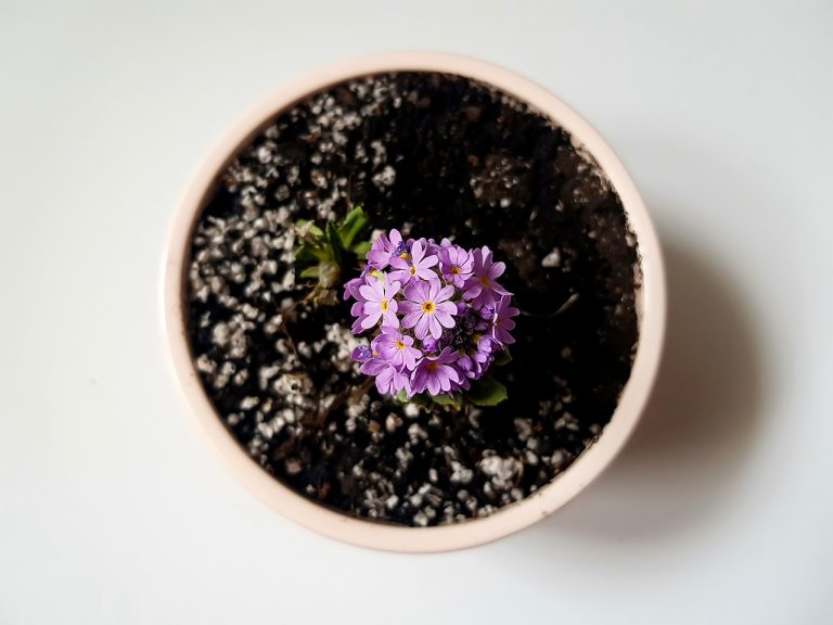 plantarea florilor in ghiveci