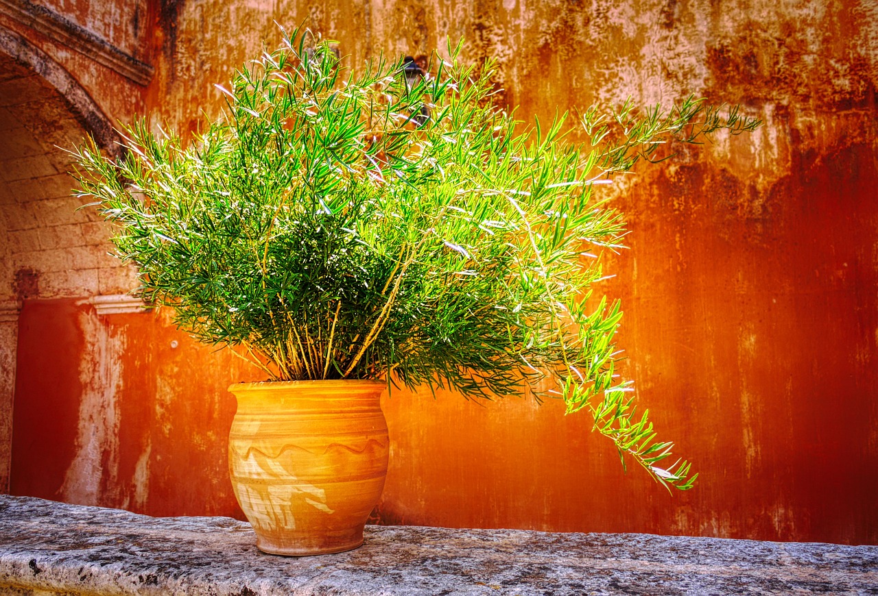 orhidee ingrijire cu usturoi