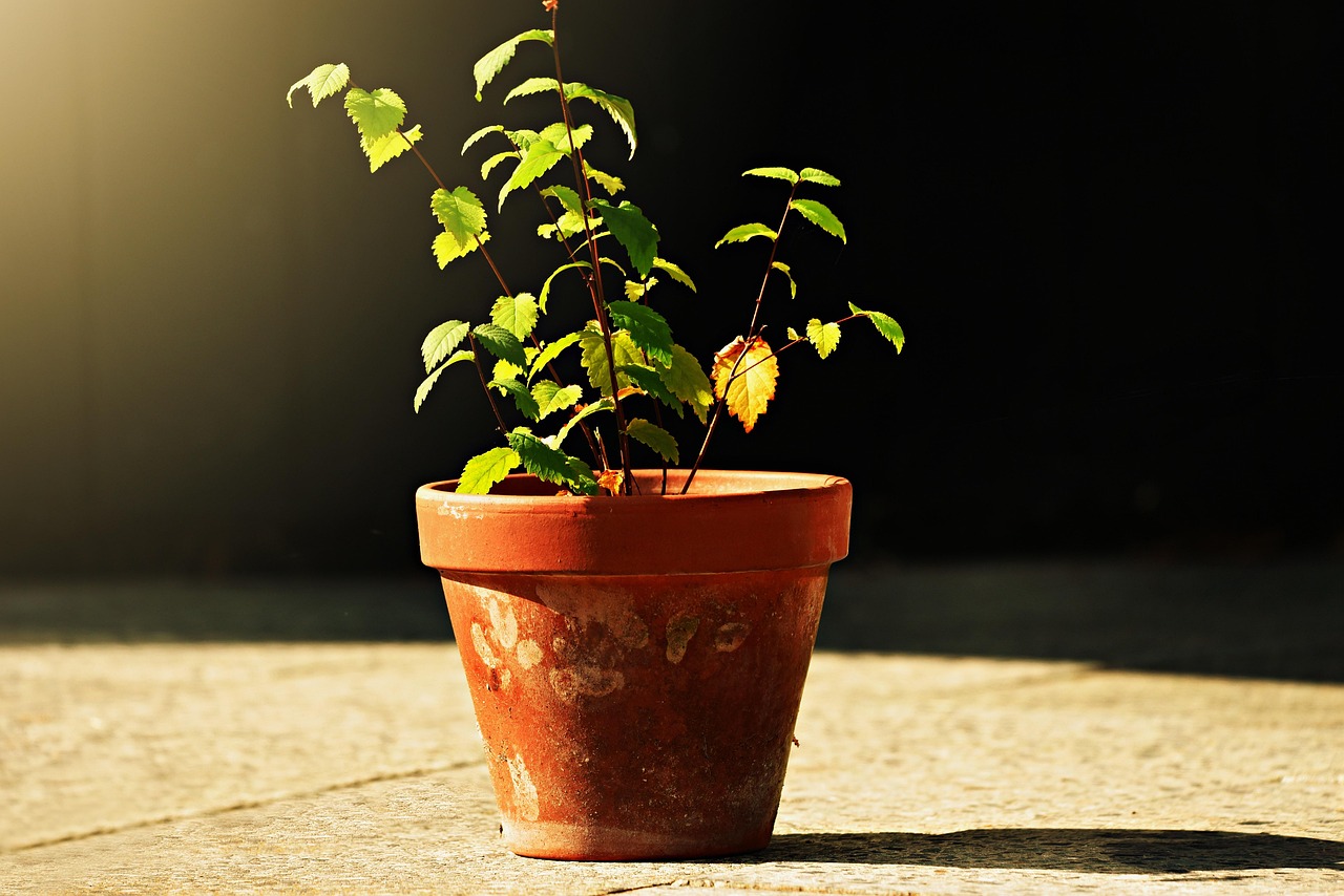 cel mai bun ingrasamant pentru orhidee