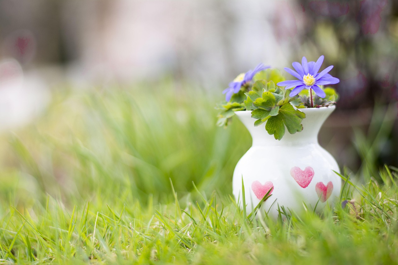 de cate ori pe saptamana se uda begonia