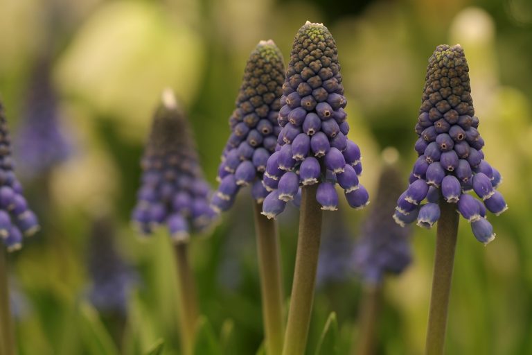 cand se planteaza bulbi de lalele