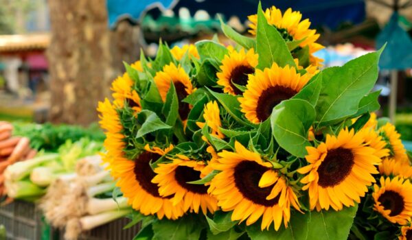 village market with sunflowers