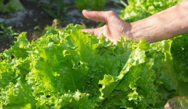 woman s hand with organic garden lettuce