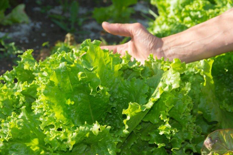 woman s hand with organic garden lettuce
