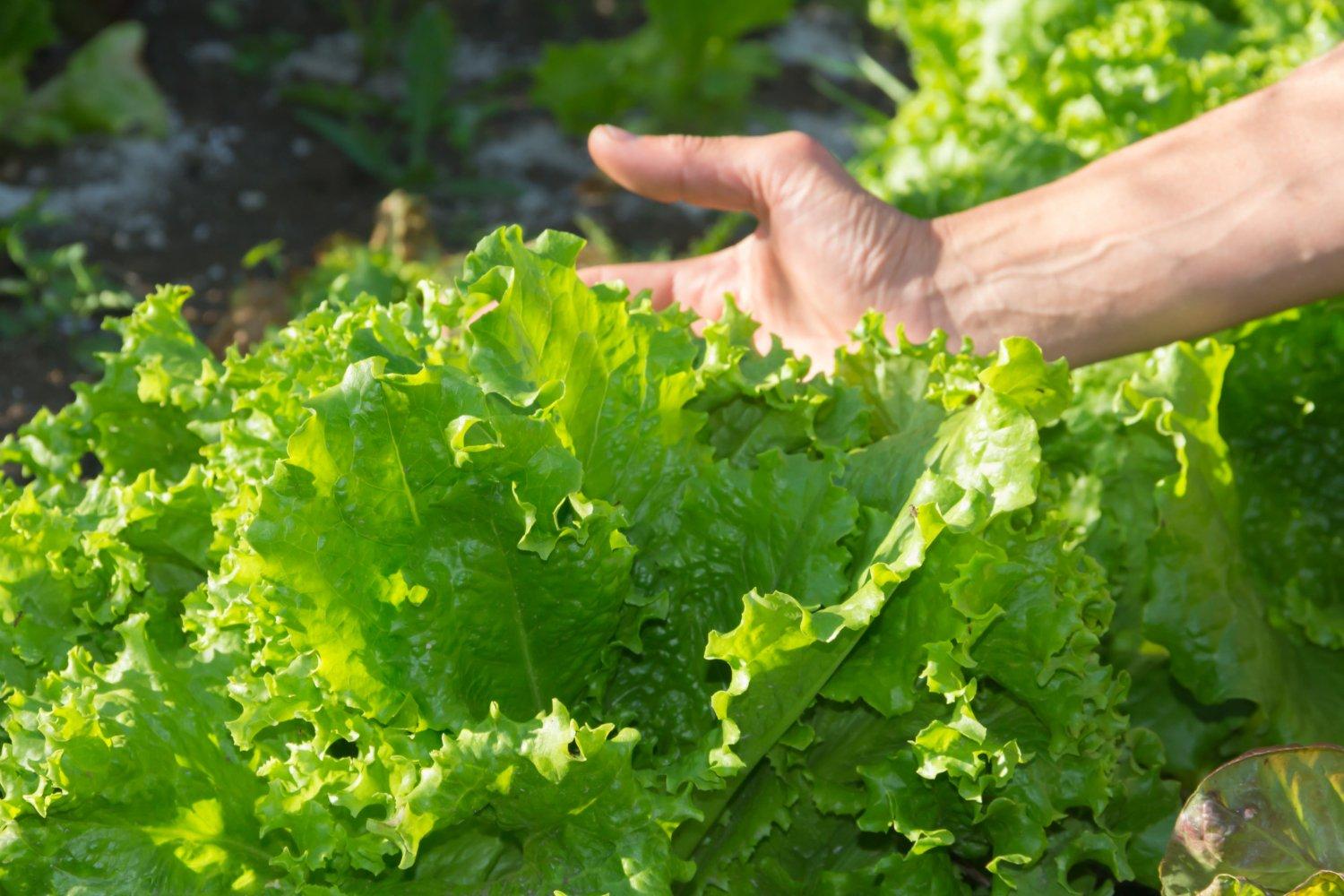 woman s hand with organic garden lettuce