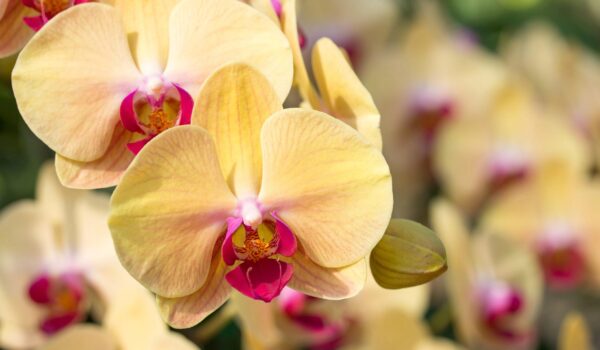 yellow phalaenopsis orchid flower